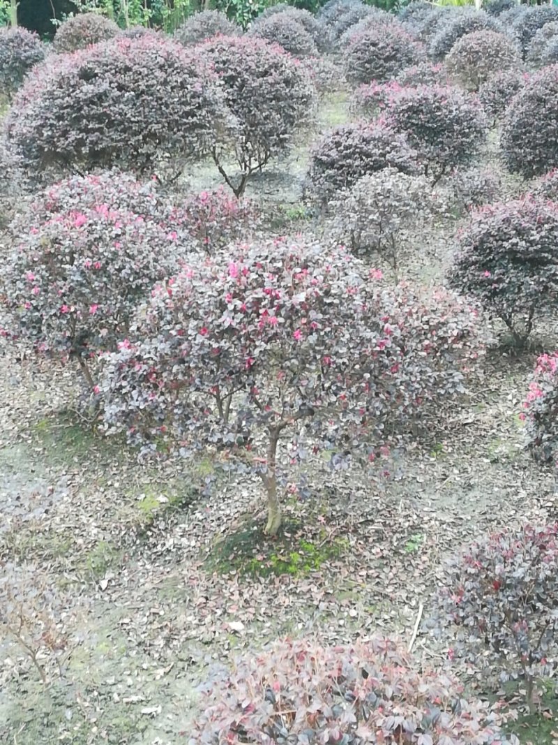 红继木笼子