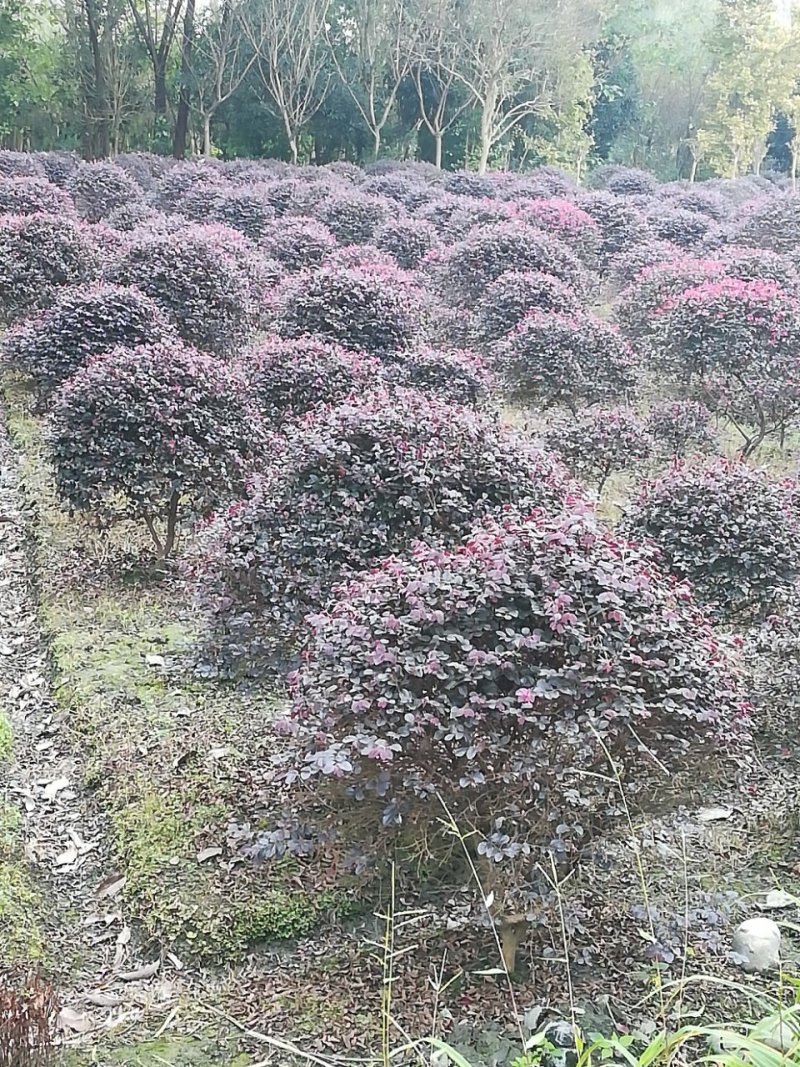 红继木笼子