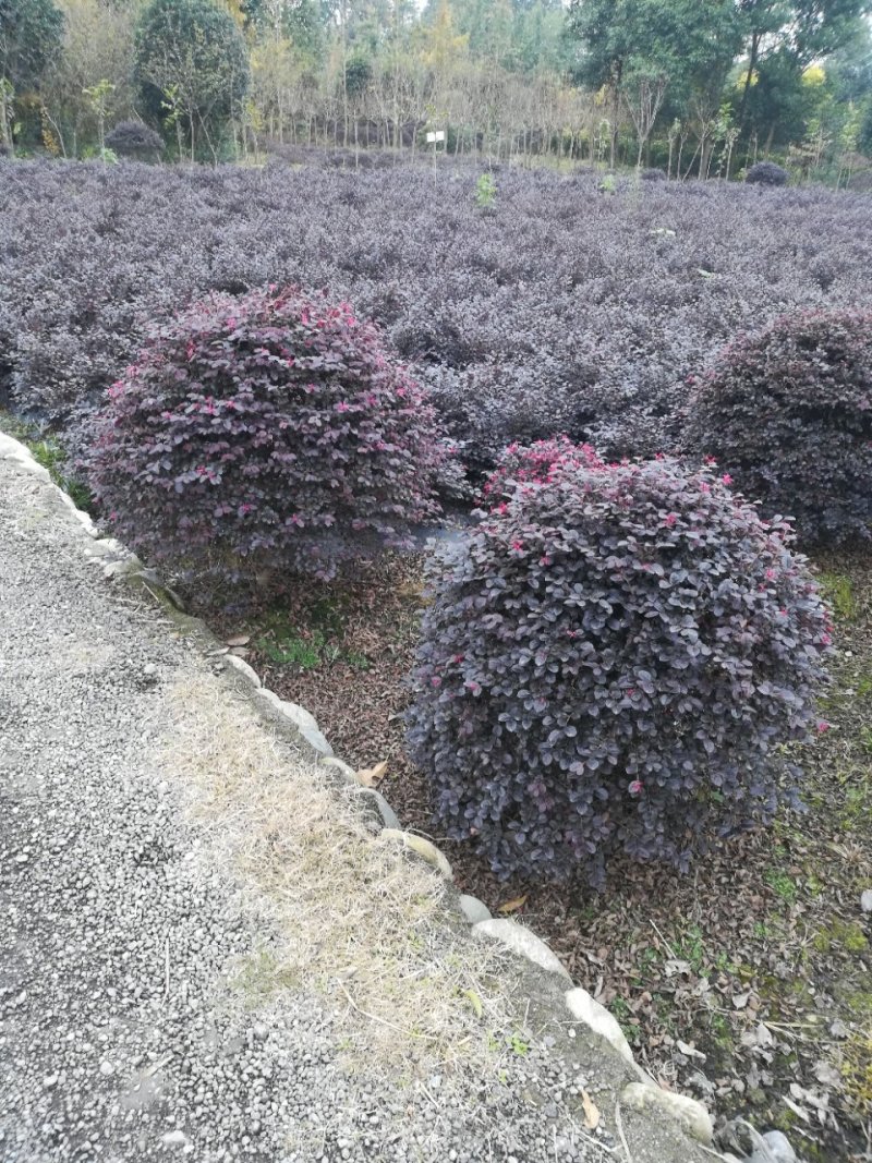 红继木笼子