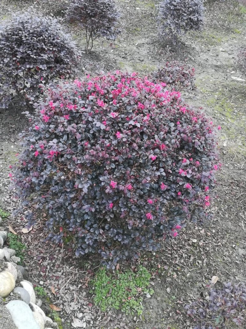 红继木笼子