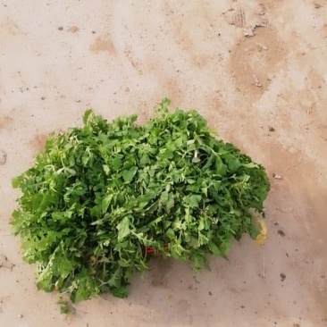 野菜荠菜