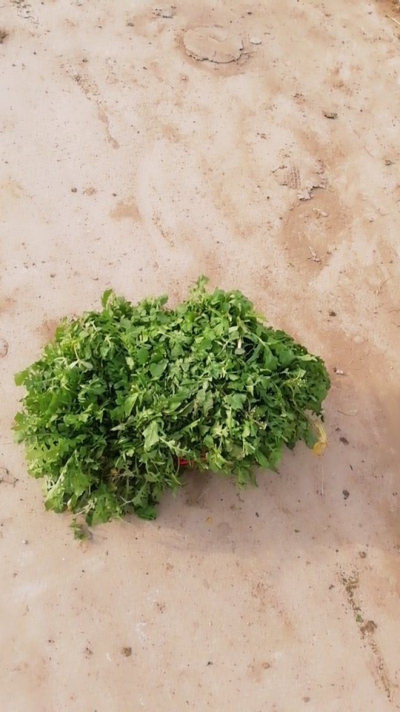 野菜荠菜