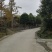银杏树
