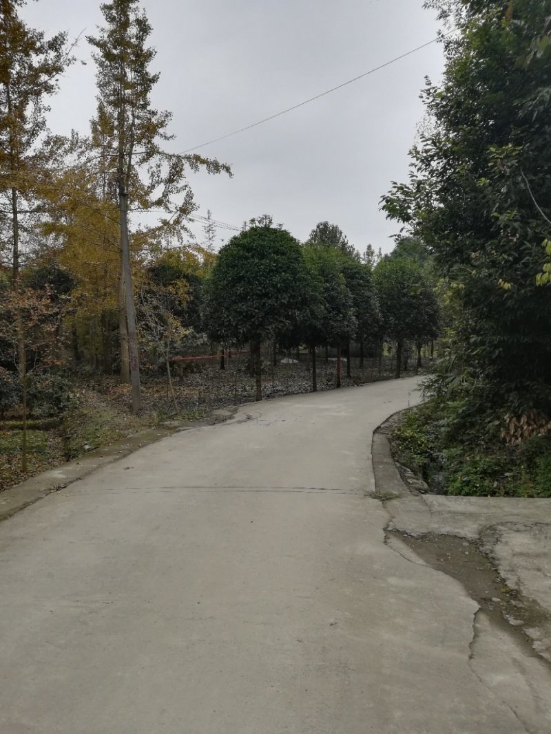 银杏树