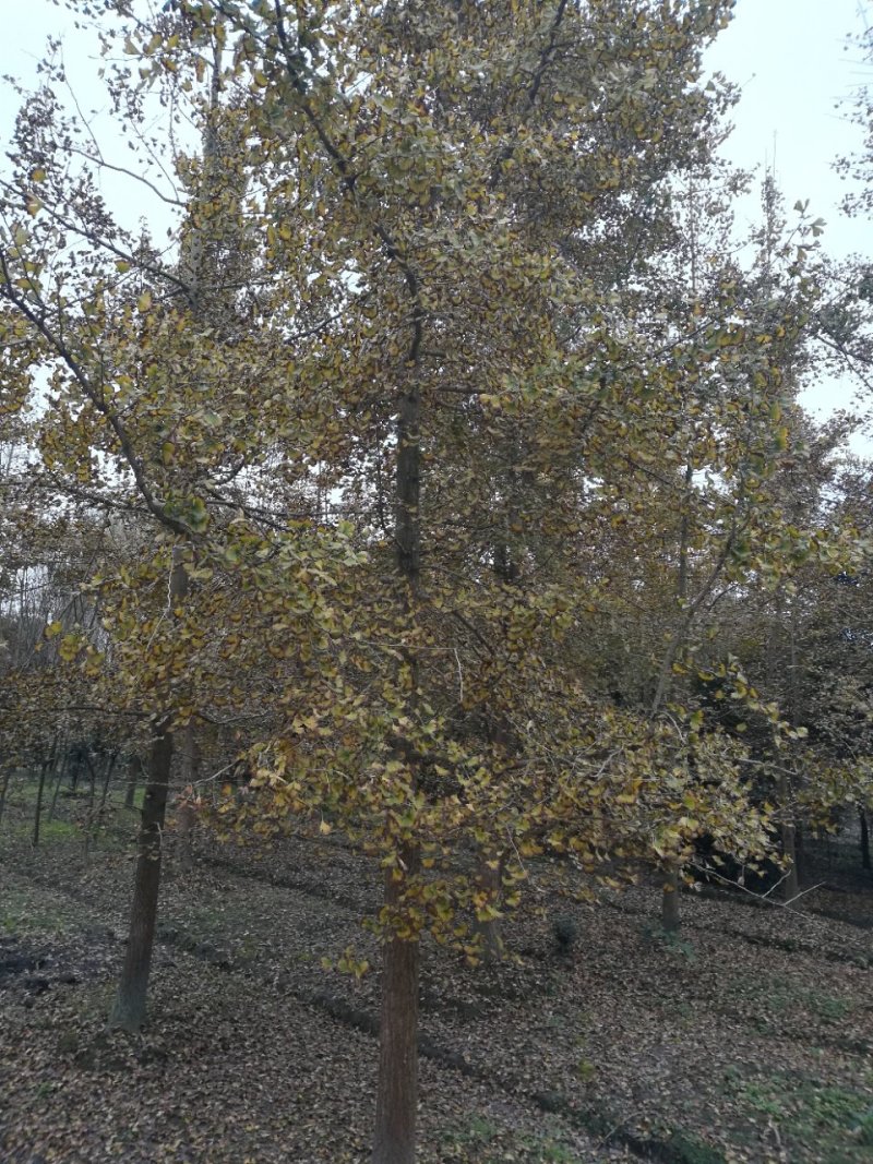 银杏树