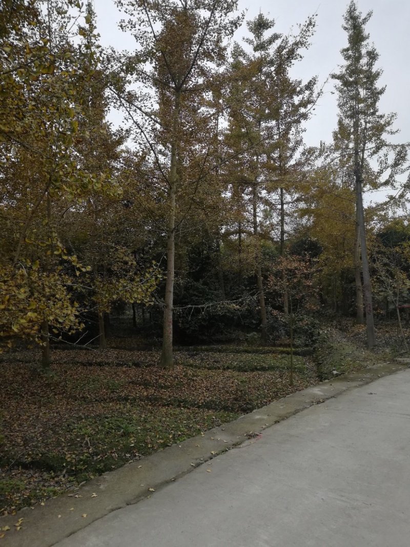 银杏树