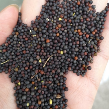 油菜籽