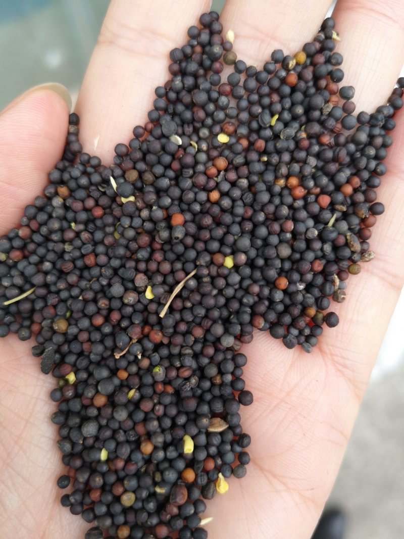 油菜籽