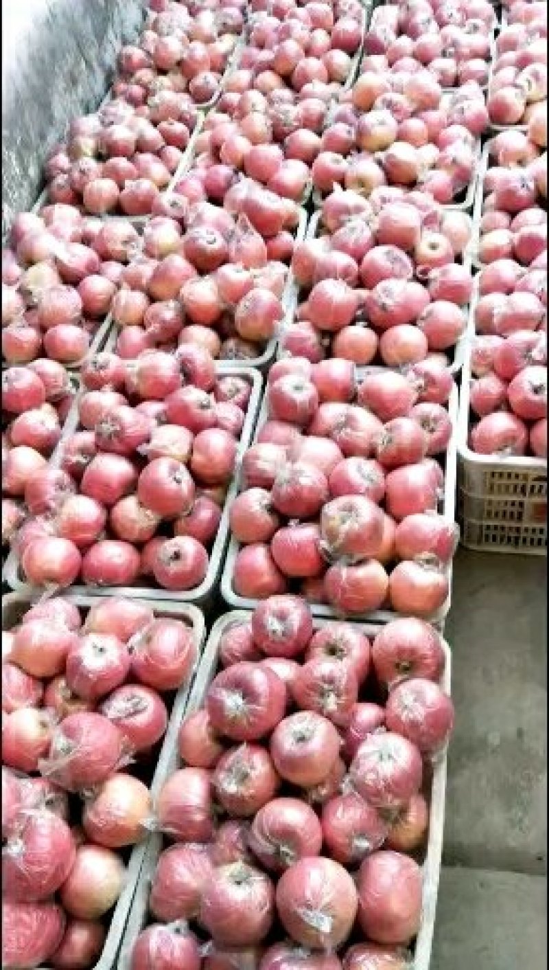 产地直发，货源充足，纸加膜红富士苹果果园现摘