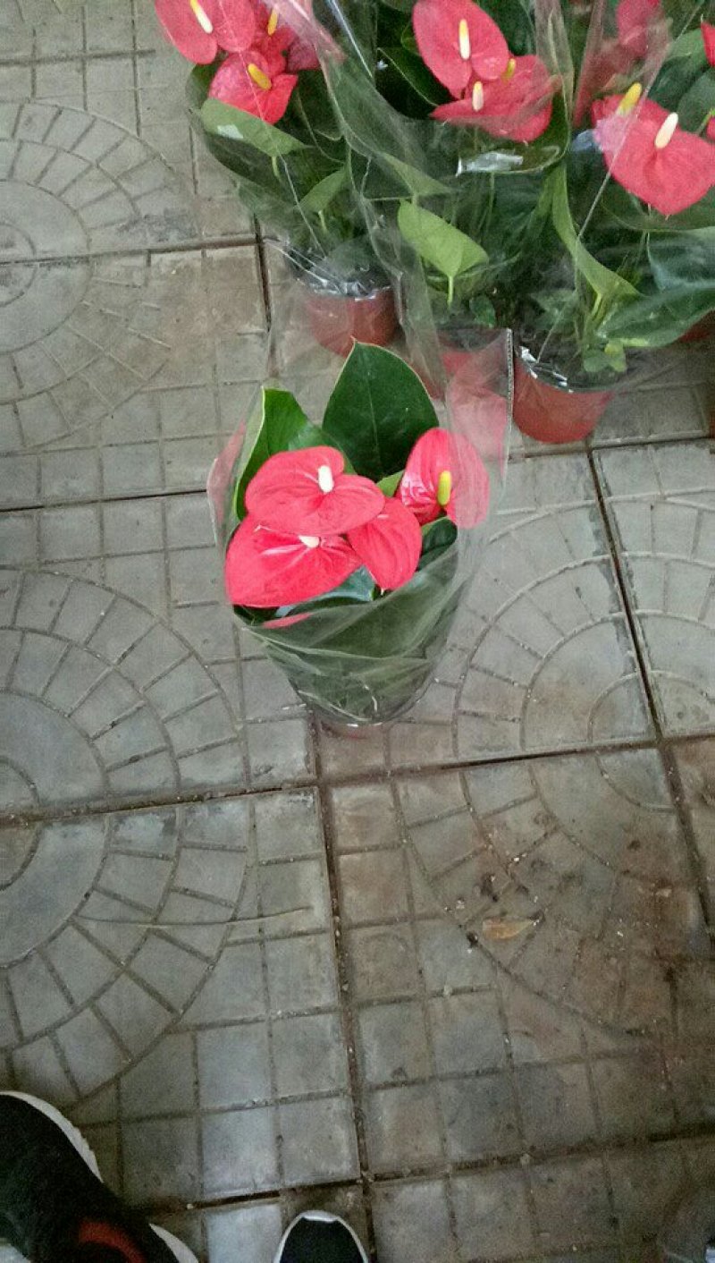 红掌