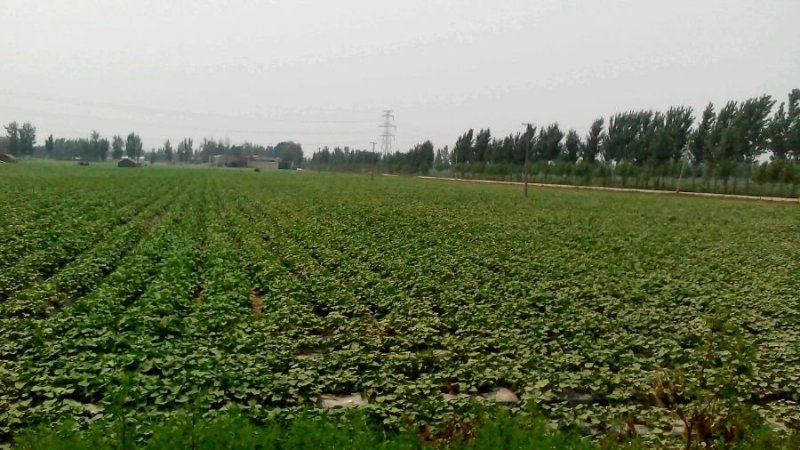 水浇地，交通路面都比较好，承包地位置较好，有意着电联