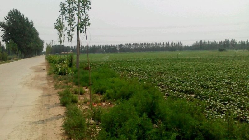 水浇地，交通路面都比较好，承包地位置较好，有意着电联