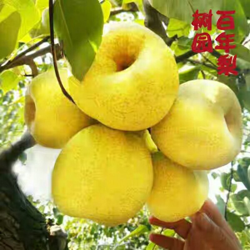 红富士苹果砀山酥梨都有安徽省宿州砀山县产的
