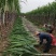 甘蔗农户自家种的批发价格实惠，甘蔗质量好价格优，欢迎来电