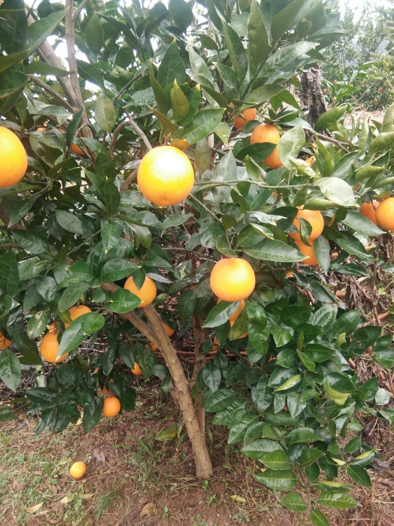 血橙