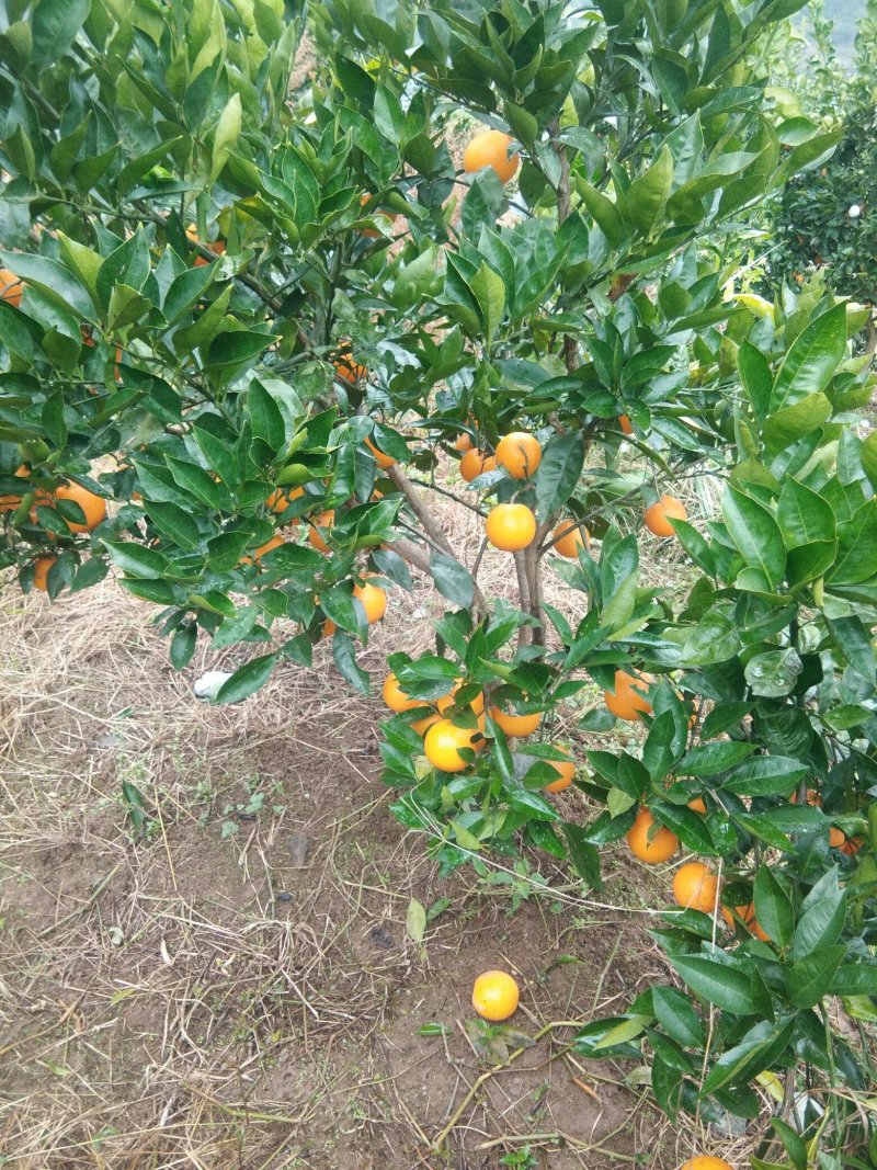 血橙