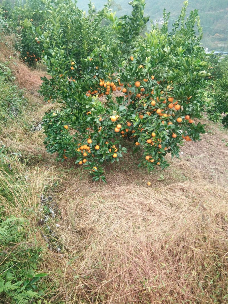 血橙