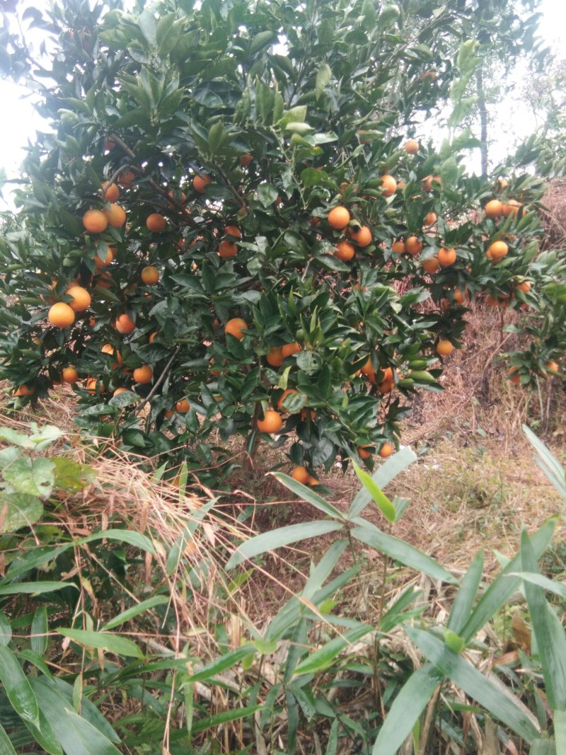 血橙