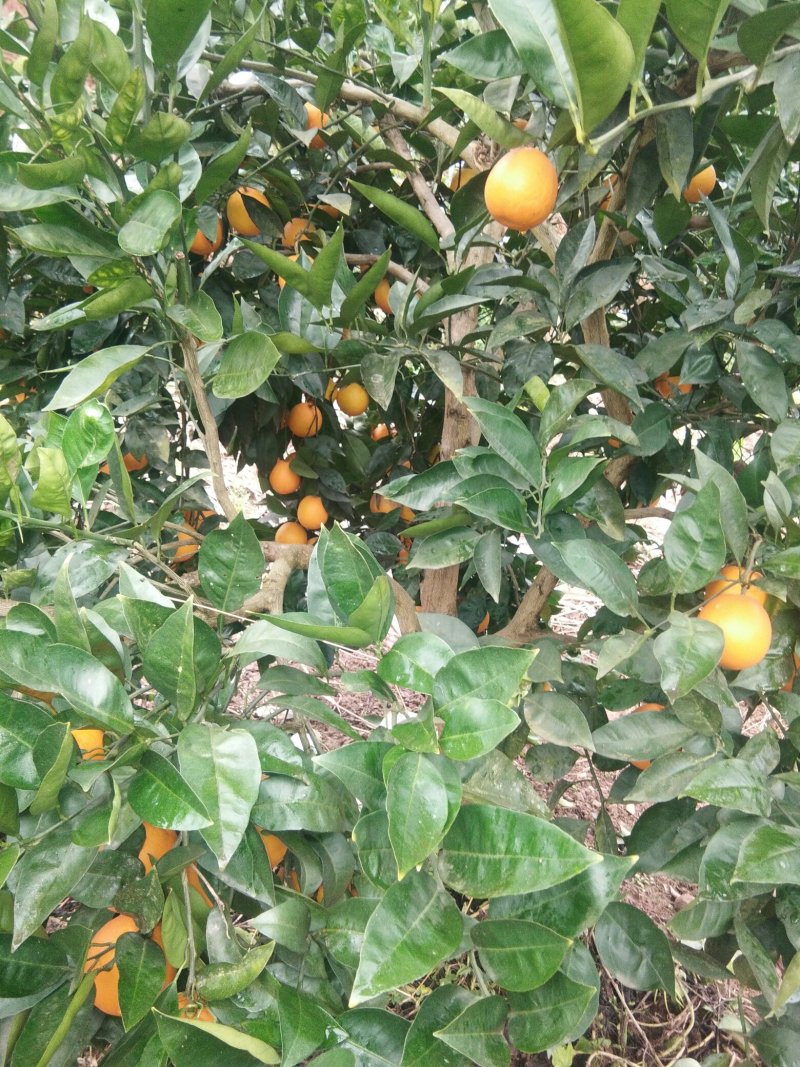 血橙