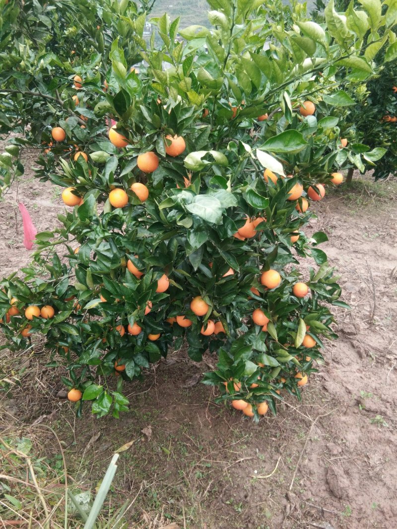 血橙