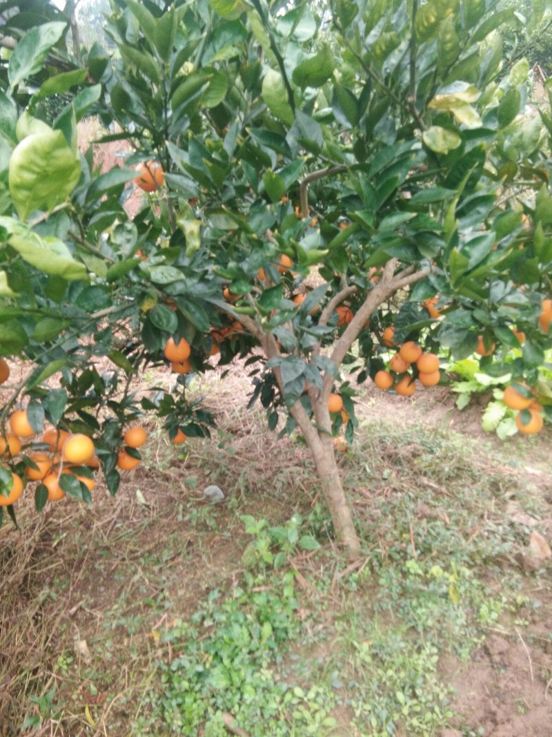 血橙