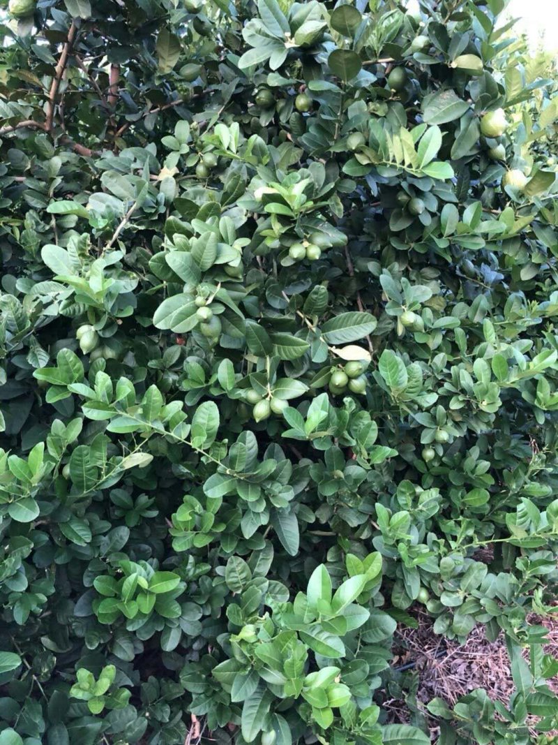 广东香水柠檬青果，黄果