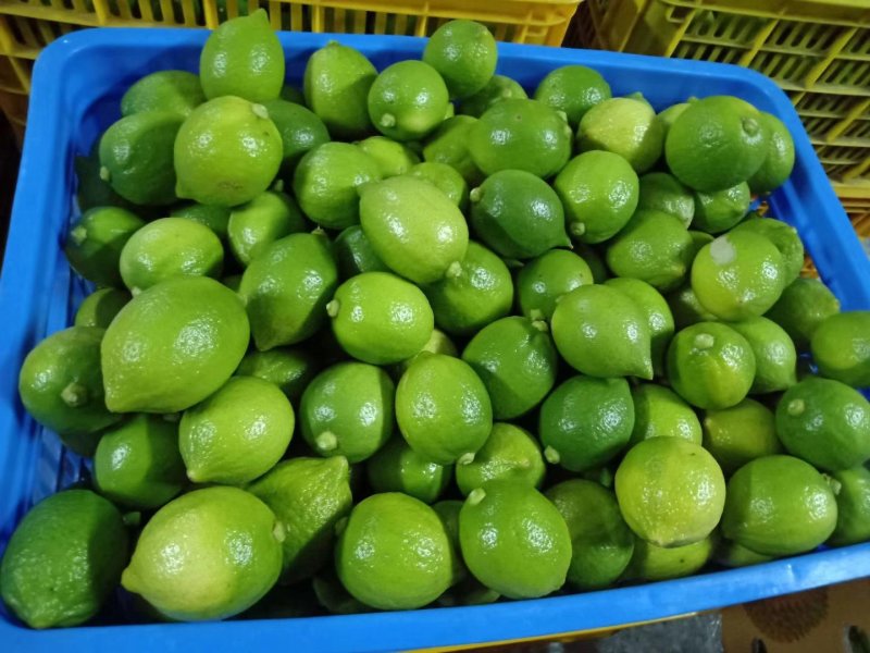广东香水柠檬青果，黄果