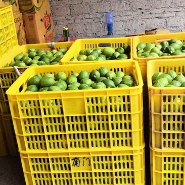 广东香水柠檬青果，黄果