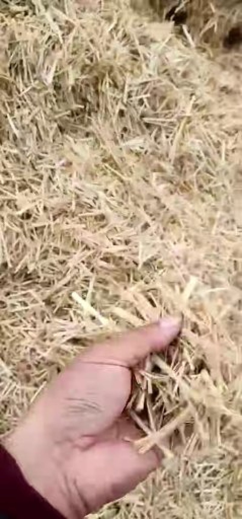 稻草秸秆