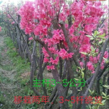 映山红主杆3~4公分三杆以上