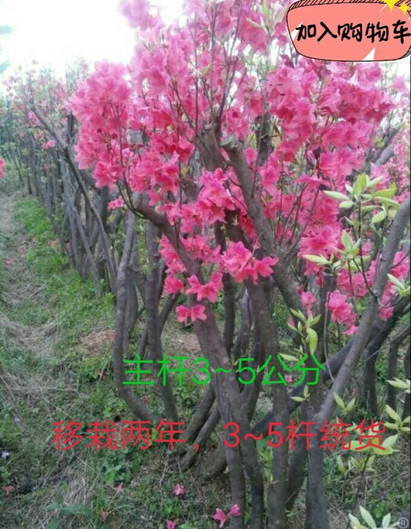 映山红主杆3~4公分三杆以上