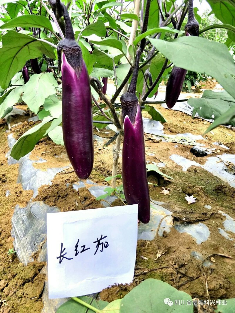 长红茄子种子长茄种子烧烤茄种子茄子种子红茄种子颜色好纯度