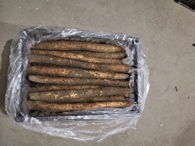 水洗铁棍小白嘴五斤包邮