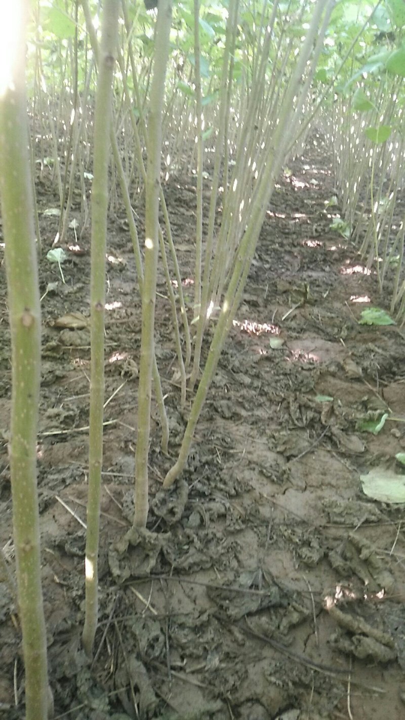 楸树苗1公分至40公分