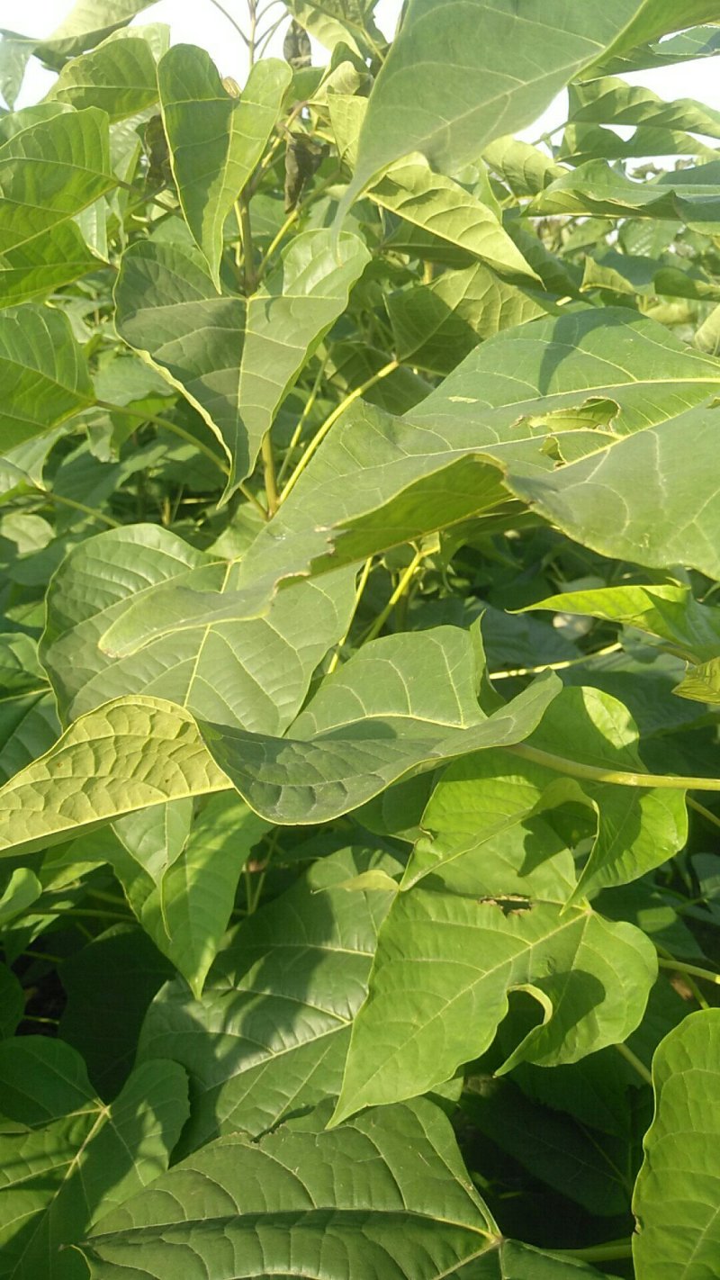 楸树苗1公分至40公分