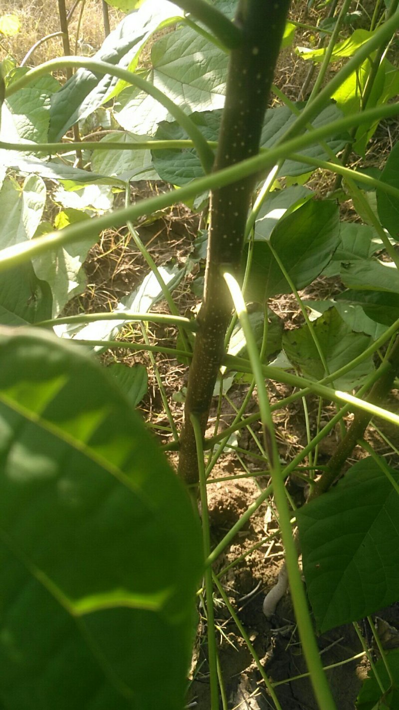 楸树苗1公分至40公分