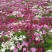 鲜花改变你的生活！波斯菊，花色艳丽，花密，制作花海效果好
