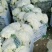 优质福建花菜-颜色白青梗白面散花松花菜椰花菜实力代办