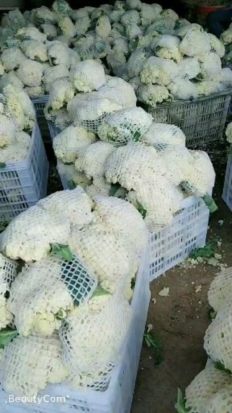 优质福建花菜-颜色白青梗白面散花松花菜椰花菜实力代办