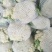 优质福建花菜-颜色白青梗白面散花松花菜椰花菜实力代办