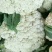 优质福建花菜-颜色白青梗白面散花松花菜椰花菜实力代办
