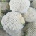 优质福建花菜-颜色白青梗白面散花松花菜椰花菜实力代办