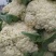 优质福建花菜-颜色白青梗白面散花松花菜椰花菜实力代办