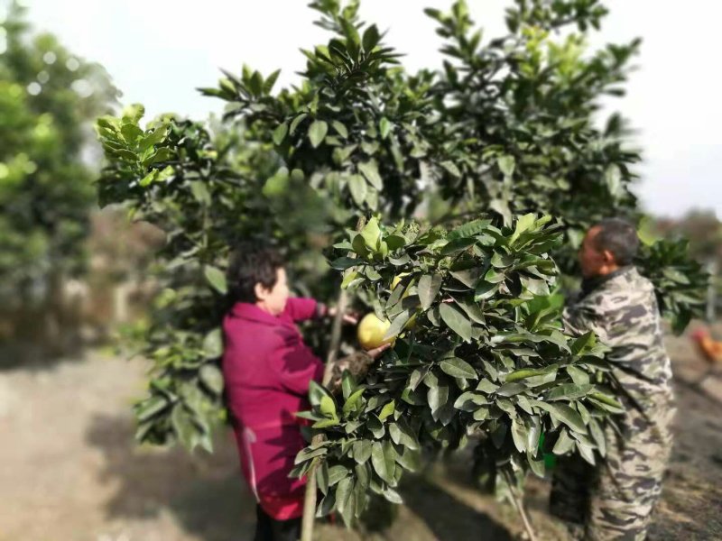 新都脆香甜柚子