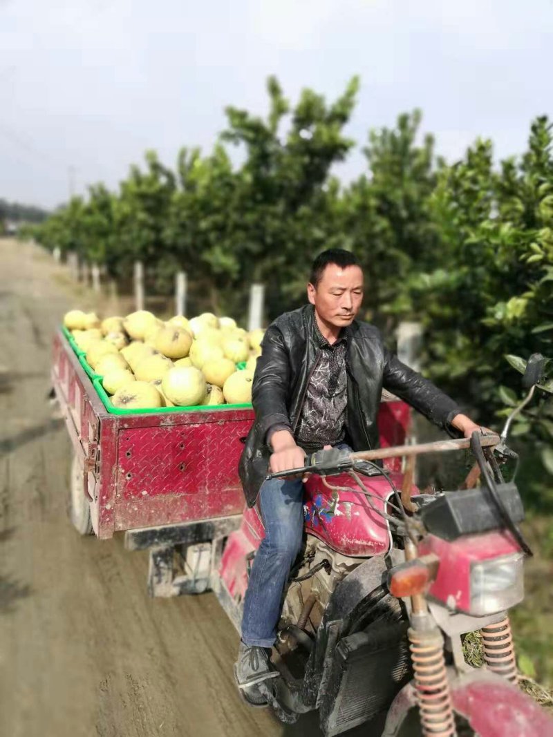 新都脆香甜柚子