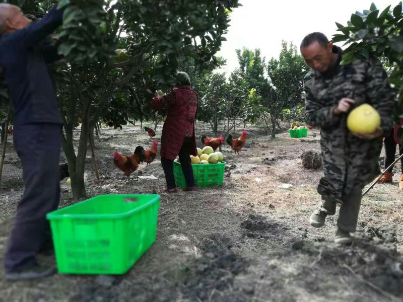 新都脆香甜柚子