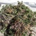 阴地蕨陕西秦岭野生天然无硫晒干货中草药包邮