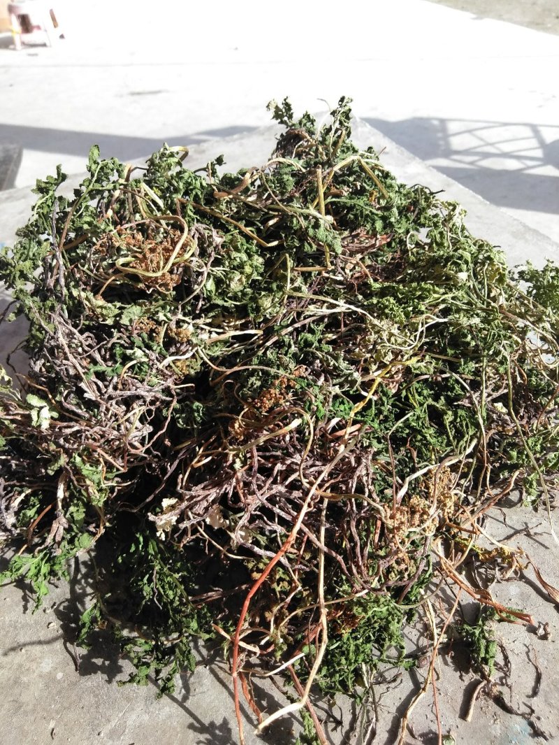 阴地蕨陕西秦岭野生天然无硫晒干货中草药包邮