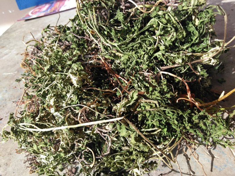 阴地蕨陕西秦岭野生天然无硫晒干货中草药包邮
