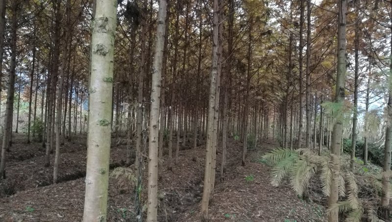 米径五公分金叶水杉